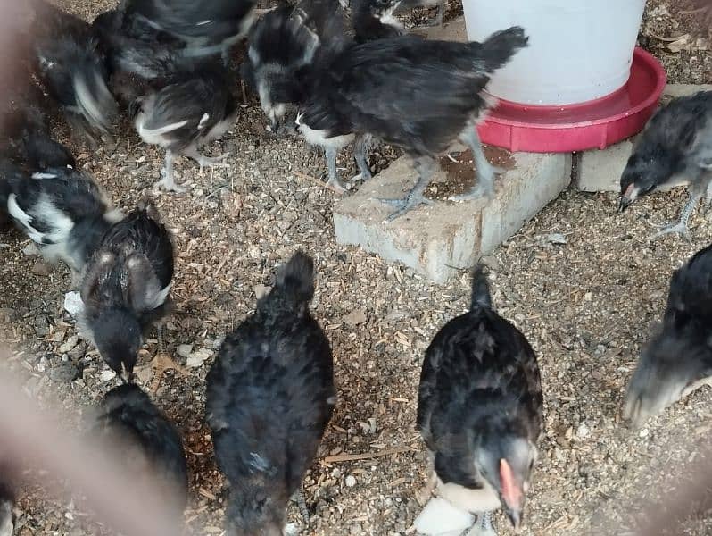 1 Month chiks available for Sale active and healty 0317-2718631 watsup 1