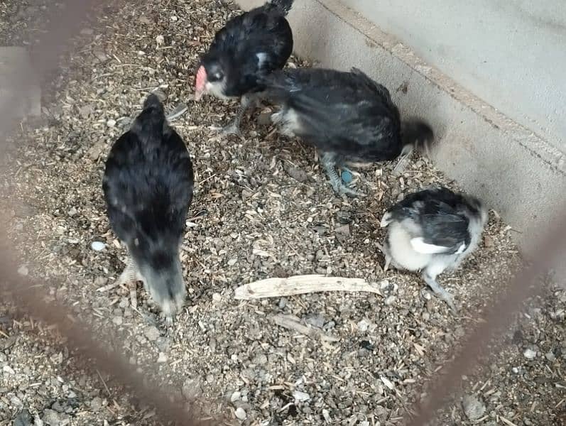 1 Month chiks available for Sale active and healty 0317-2718631 watsup 2