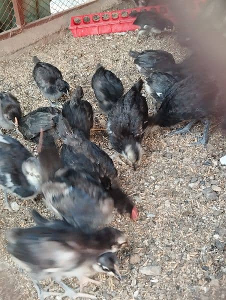 1 Month chiks available for Sale active and healty 0317-2718631 watsup 4