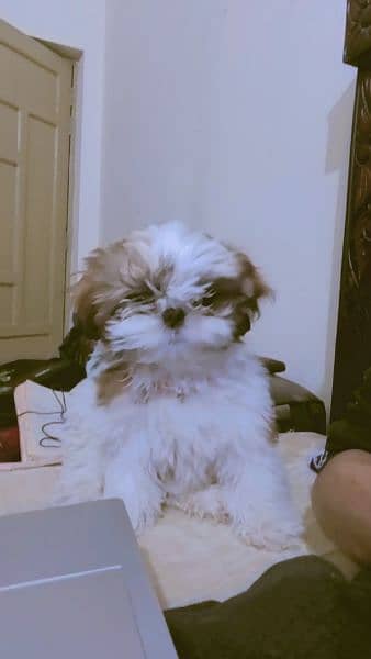 Shihtzu Shitzu puppy 0