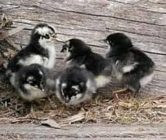 Australorp - RiR - Plymouth -lohman brown - Egyptian fayoumi - bovans