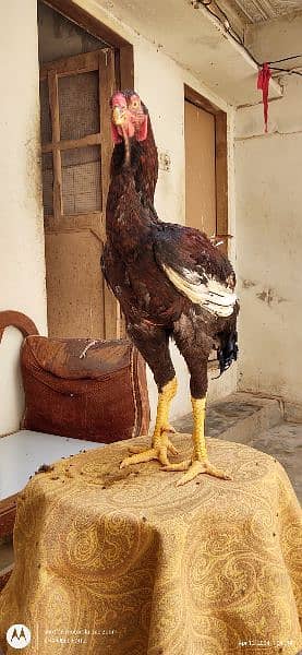 qandhri parrot beak Aseel mail 6