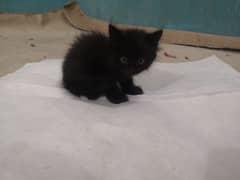 kitten for sale 3no female hy
