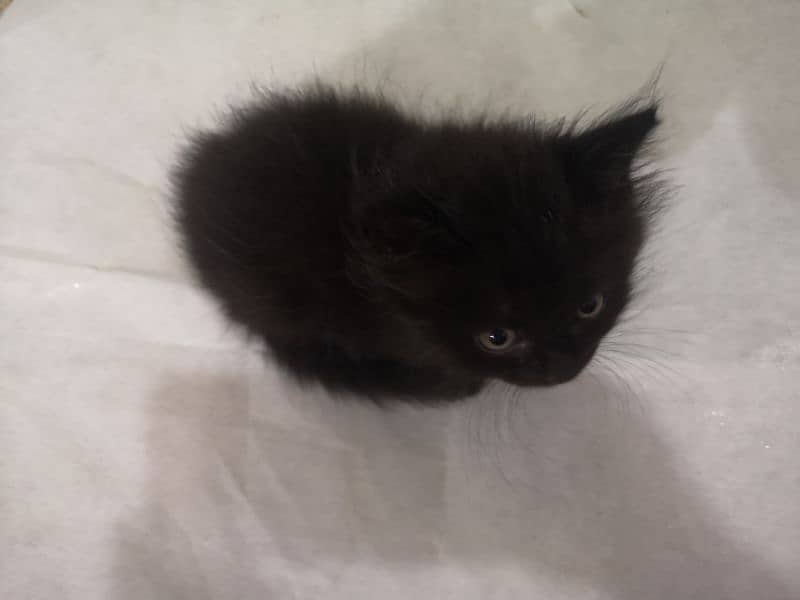 kitten for sale 3no female hy 1