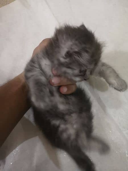kitten for sale 3no female hy 2