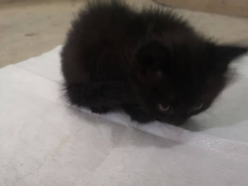 kitten for sale 3no female hy 3