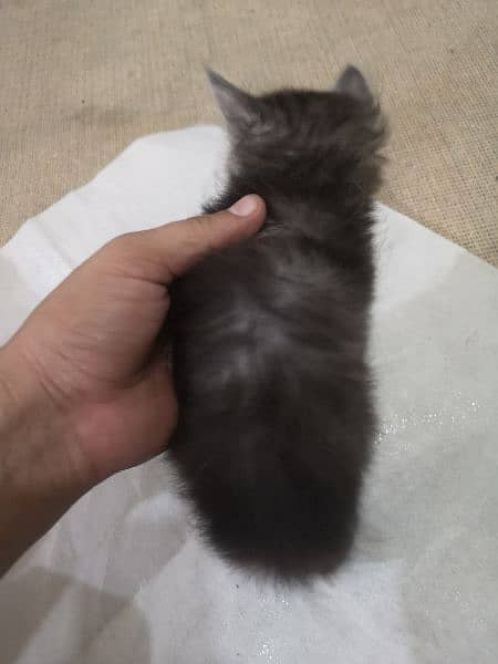 kitten for sale 3no female hy 4