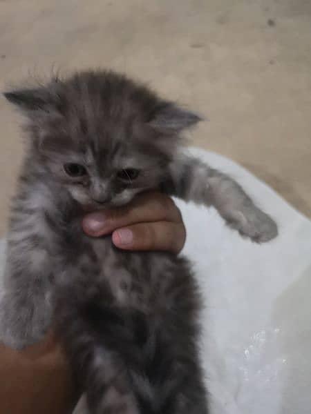 kitten for sale 3no female hy 5