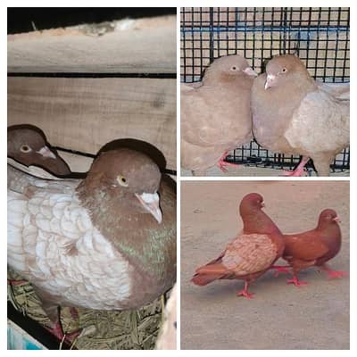 fancy Kabotar Pigeon Lakky King