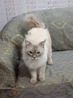 Persian male cat urgent sell