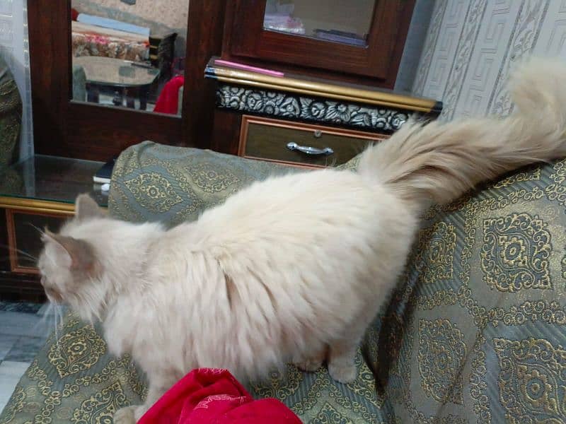 Persian male cat urgent sell 1