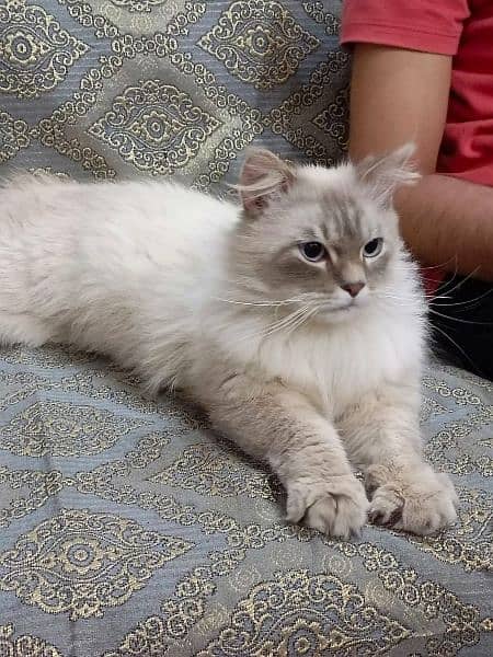Persian male cat urgent sell 2