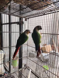 DNA Yellow sided conure pair green cheek conure conor