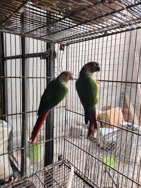 DNA Yellow sided conure pair green cheek conure conor 0