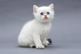 Persian Blue Eyes Kittens Contact on Whatsapp 03165897101