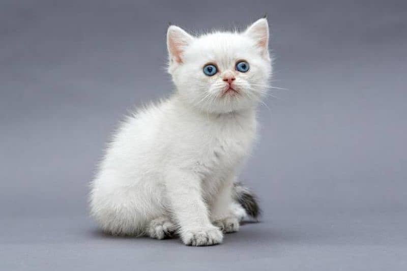 Persian Blue Eyes Kittens Contact on Whatsapp 03165897101 0