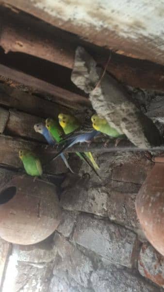 bagis parrots 1