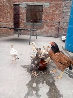 asell murgi with chick 2femail ha