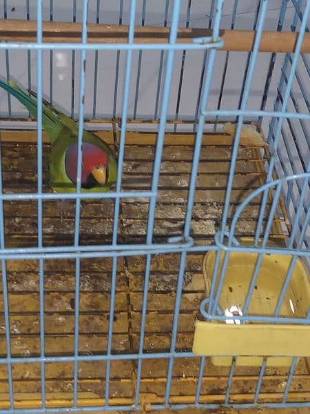 plum head parakeet 1