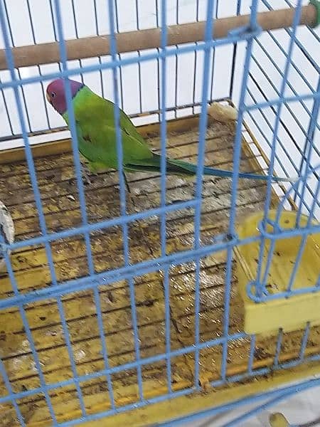 plum head parakeet 2