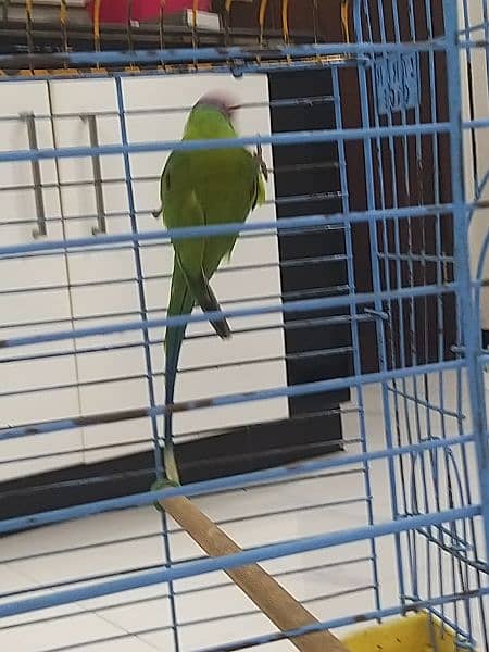 plum head parakeet 4
