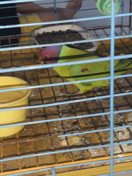 plum head parakeet 7