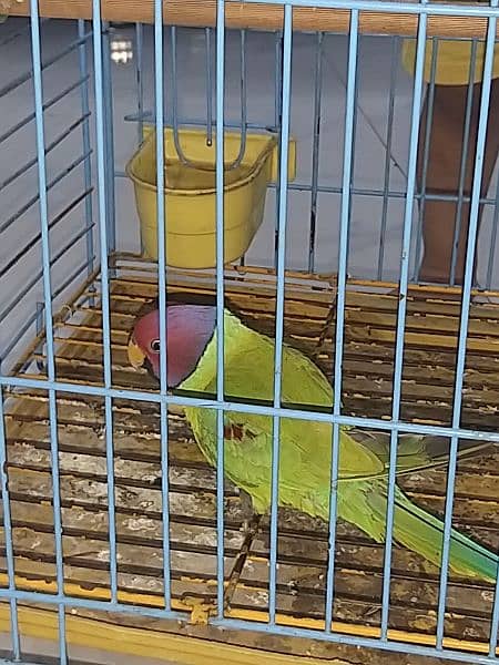 plum head parakeet 11