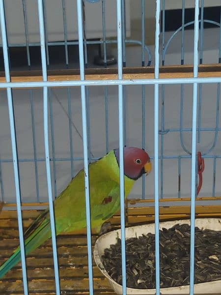 plum head parakeet 12