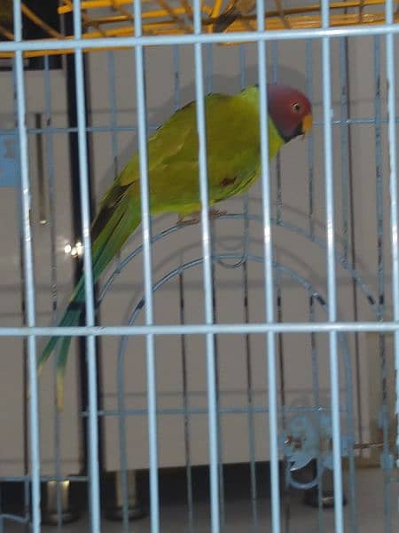 plum head parakeet 13