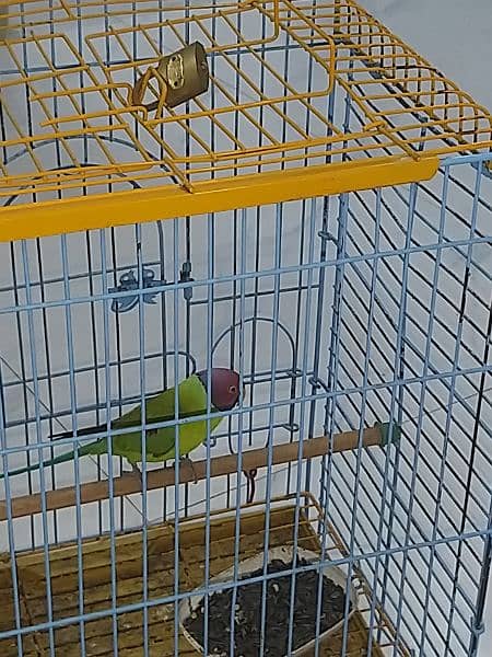 plum head parakeet 15
