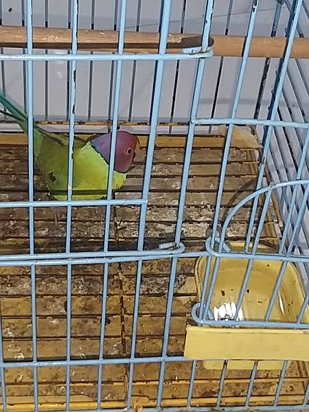 plum head parakeet 18
