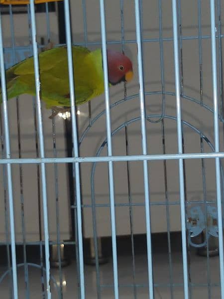 plum head parakeet 19
