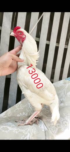 White aseel pair for sale in pwd islambad 0