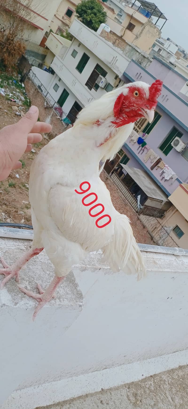 White aseel pair for sale in pwd islambad 2