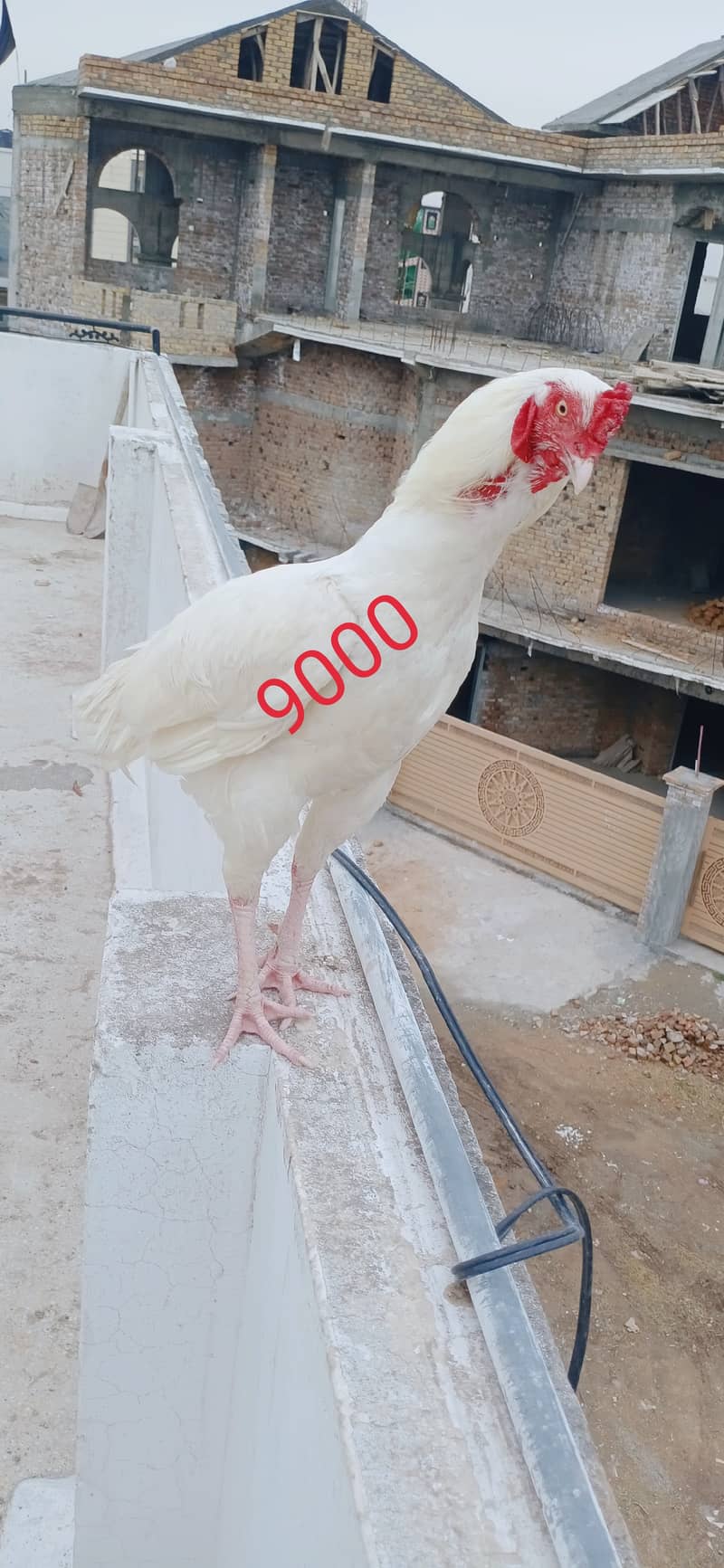 White aseel pair for sale in pwd islambad 3