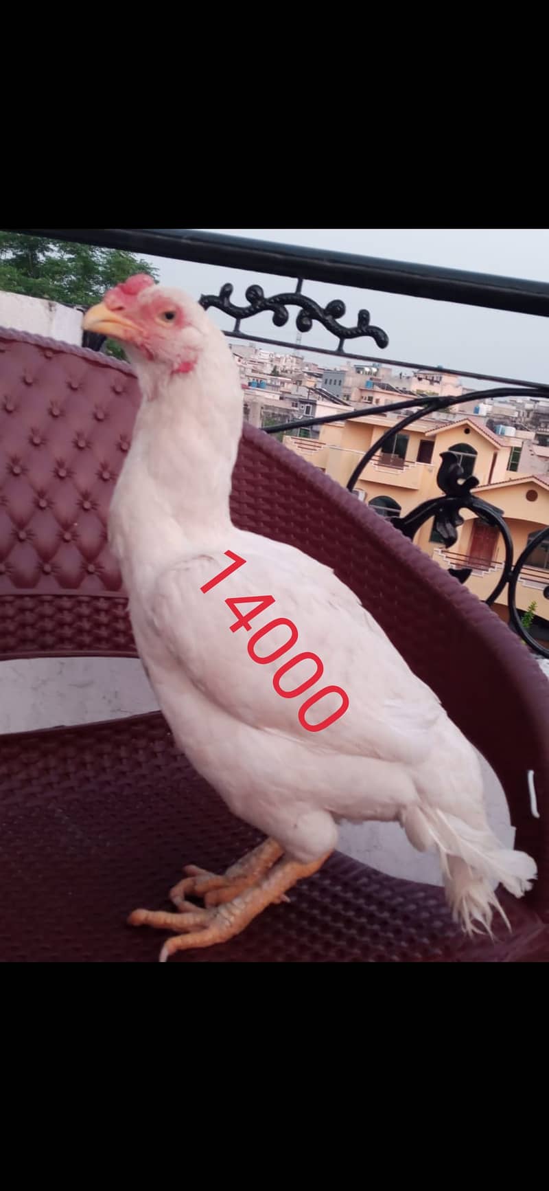 White aseel pair for sale in pwd islambad 4