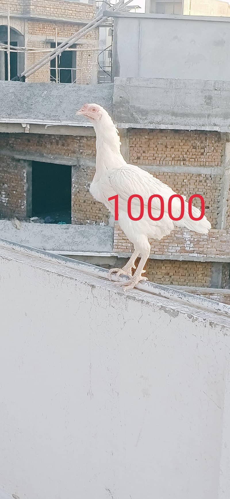 White aseel pair for sale in pwd islambad 9