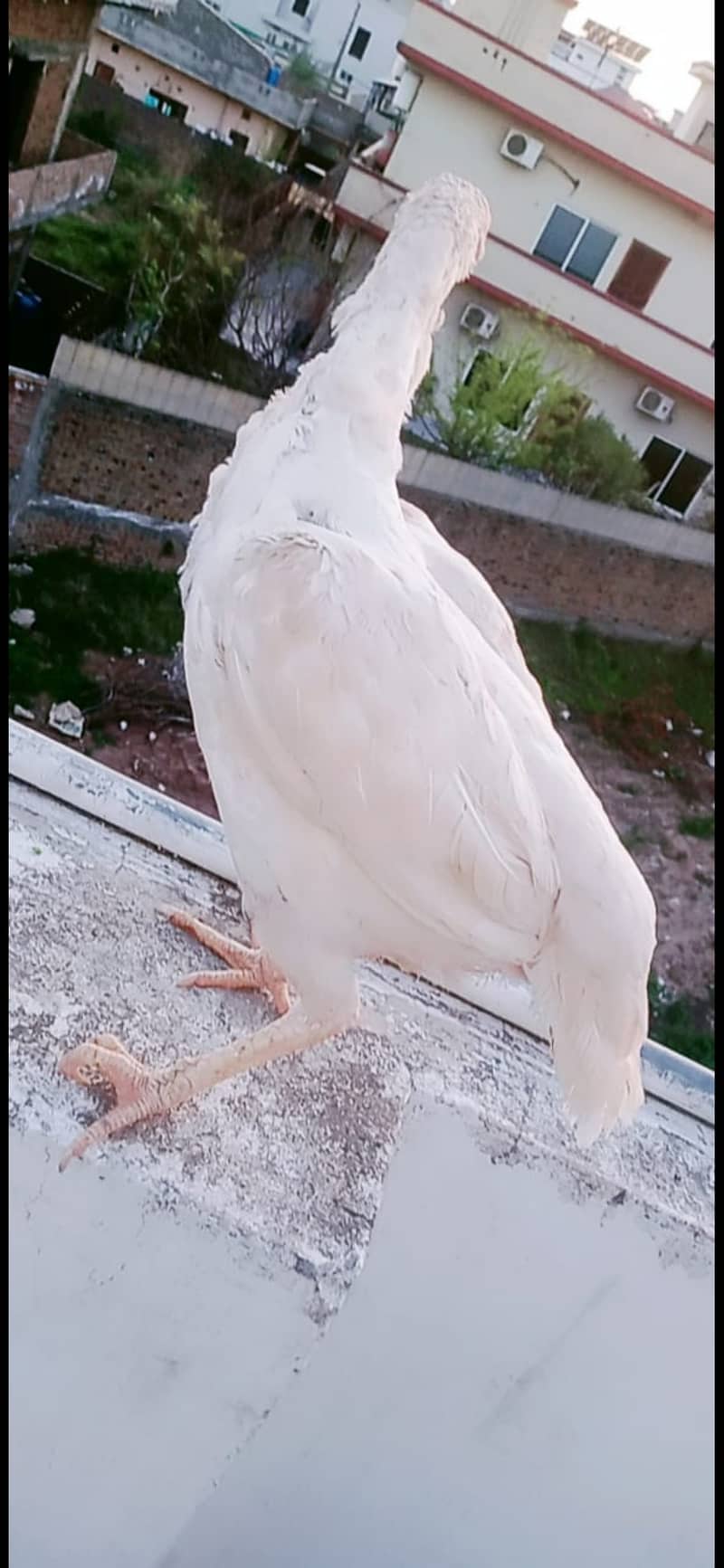 White aseel pair for sale in pwd islambad 13
