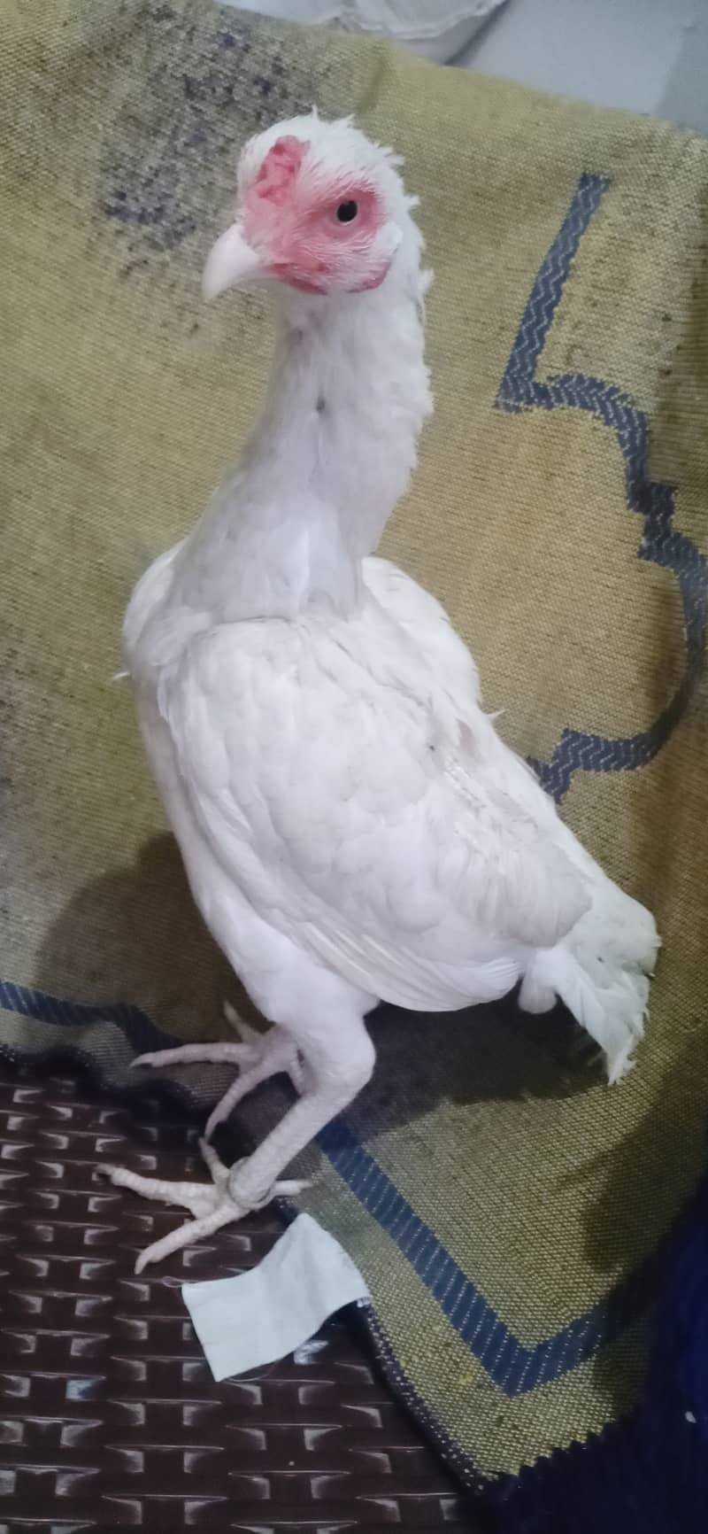 White aseel pair for sale in pwd islambad 15