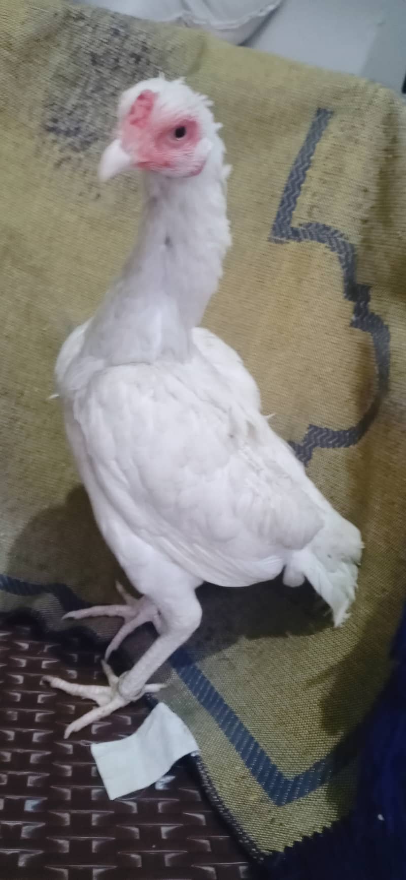 White aseel pair for sale in pwd islambad 16