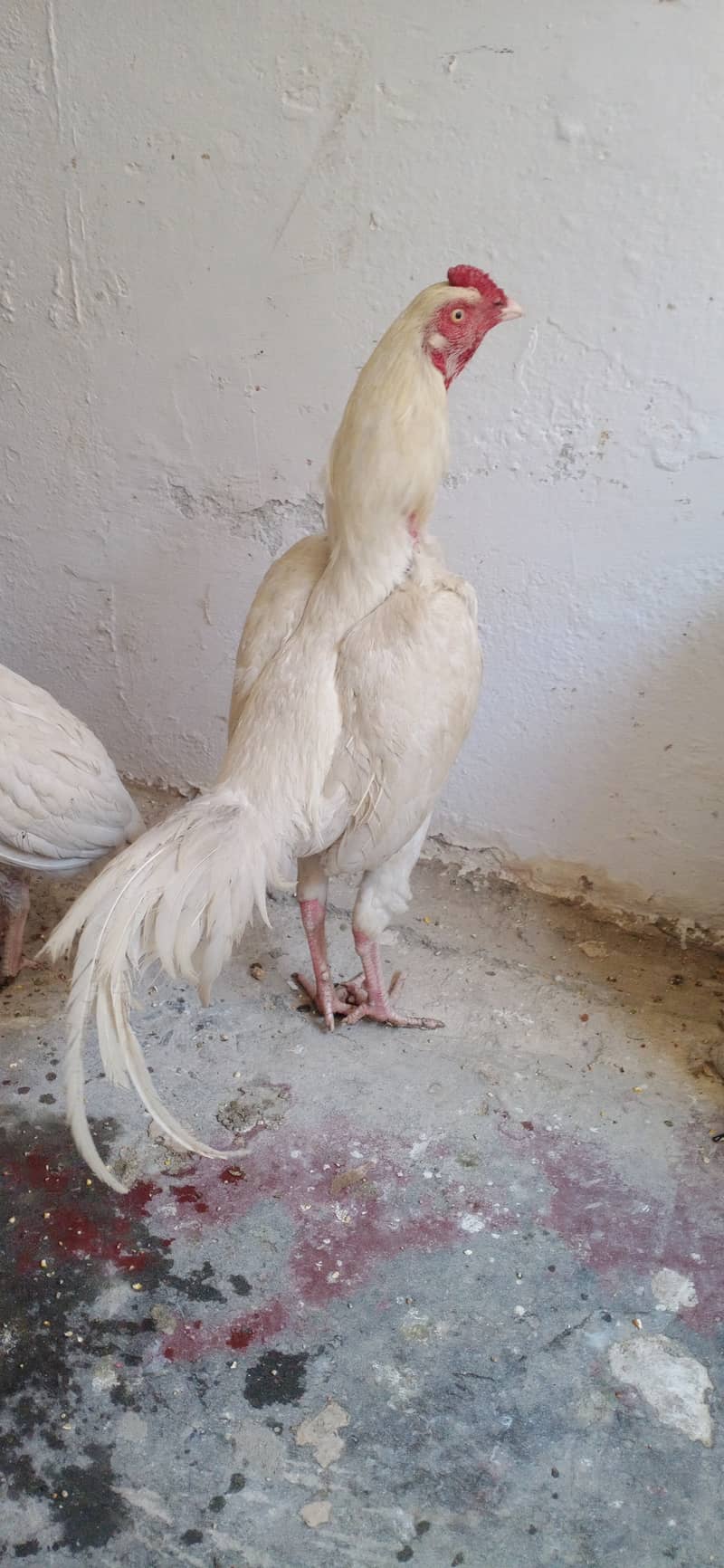 White aseel pair for sale in pwd islambad 19