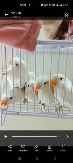 Albino Posible Ino 10 Piece Age 3.5 Month
Faisalabad 3500 Each