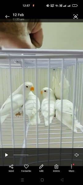 Albino Posible Ino 10 Piece Age 3.5 Month
Faisalabad 3500 Each 1