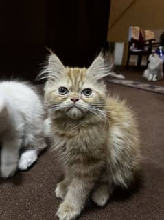 Persian Male Kitten 3 Months 10 Days old 0