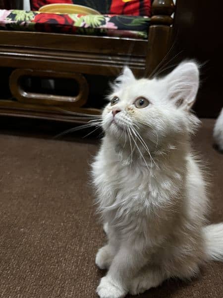 Persian Male Kitten 3 Months 10 Days old 4
