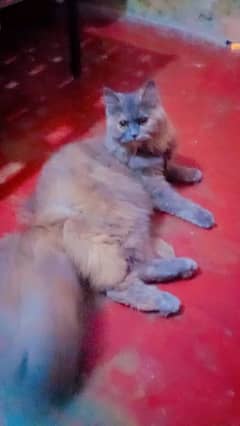 Female Persian cat 3rple coat
