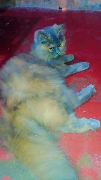 Female Persian cat 3rple coat 1