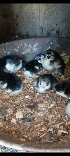australorp chicks heritage