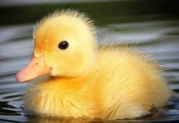 Ducks chicks 0