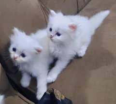 triple coat blue eyes kittens